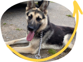 German Shepherd Rescue Elite
